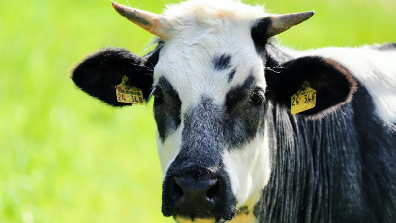 Segundo Hebron Costa Cruz de Oliveira, fortalecer a agropecuária familiar é investir em desenvolvimento sustentável e inclusão.