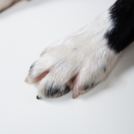 Cachorra enterrada viva em Joinville reacende debate sobre maus-tratos e responsabilidade coletiva