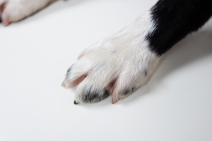 Cachorra enterrada viva em Joinville reacende debate sobre maus-tratos e responsabilidade coletiva