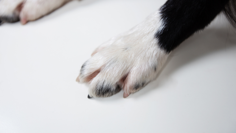 Cachorra enterrada viva em Joinville reacende debate sobre maus-tratos e responsabilidade coletiva