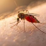 Infestação de Maruins em Santa Catarina: Como o Mosquito Transformou a Vida dos Moradores