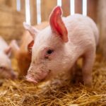 Suinocultura em Santa Catarina: liderança, tecnologia e os fatores que consolidam o estado como referência global