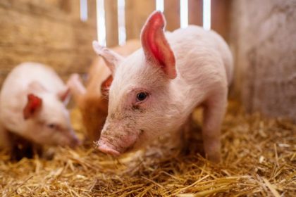 Suinocultura em Santa Catarina: liderança, tecnologia e os fatores que consolidam o estado como referência global