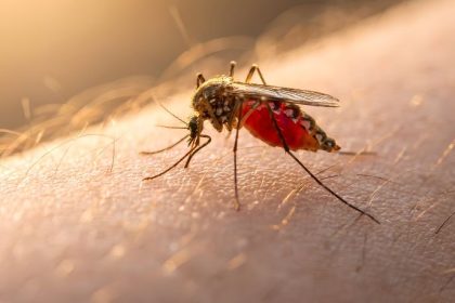 Infestação de Maruins em Santa Catarina: Como o Mosquito Transformou a Vida dos Moradores