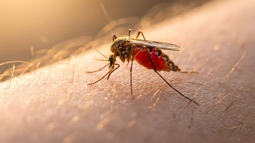 Infestação de Maruins em Santa Catarina: Como o Mosquito Transformou a Vida dos Moradores