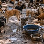 Os Desafios do Acumulamento de Animais e o Impacto na Saúde Pública Urbana