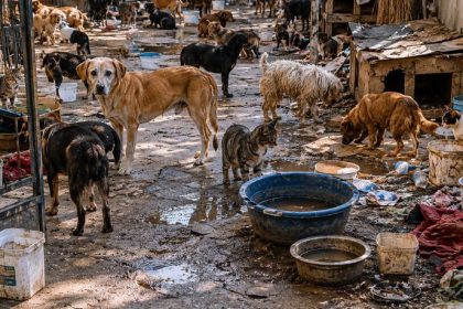 Os Desafios do Acumulamento de Animais e o Impacto na Saúde Pública Urbana