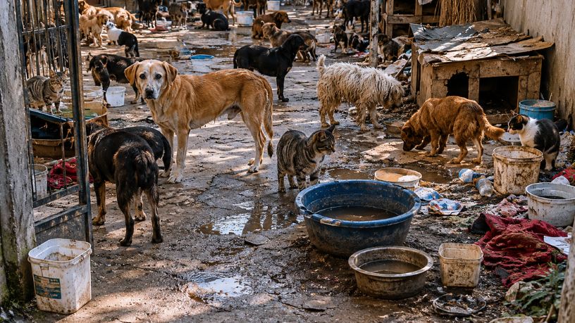 Os Desafios do Acumulamento de Animais e o Impacto na Saúde Pública Urbana